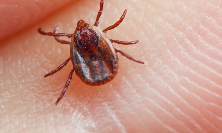 SP tem 5º caso suspeito de febre maculosa, vítima esteve em show em fazenda