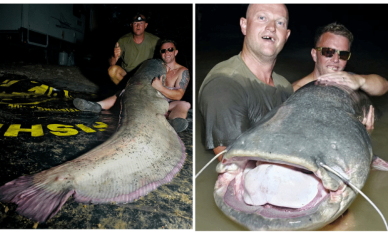 Turista britânico pesca bagre de 2,5 metros e 113 kg. Veja fotos