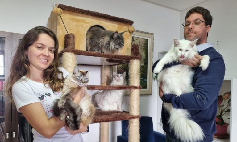 Veja as mordomias dos gatos mais caros do Brasil