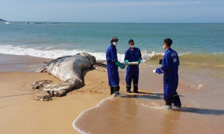 Baleia é encontrada morta em praia de Anchieta