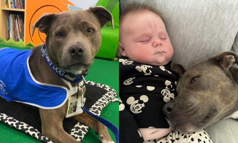 Cão é eleito ‘pet do ano’ na Inglaterra por ajudar em ansiedade