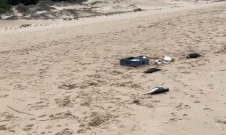 Centenas de pinguins morrem no Uruguai tentando chegar ao Brasil