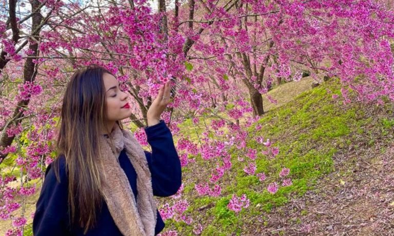 Cerejeiras florescem mais cedo e já viram atração na região Serrana do ES