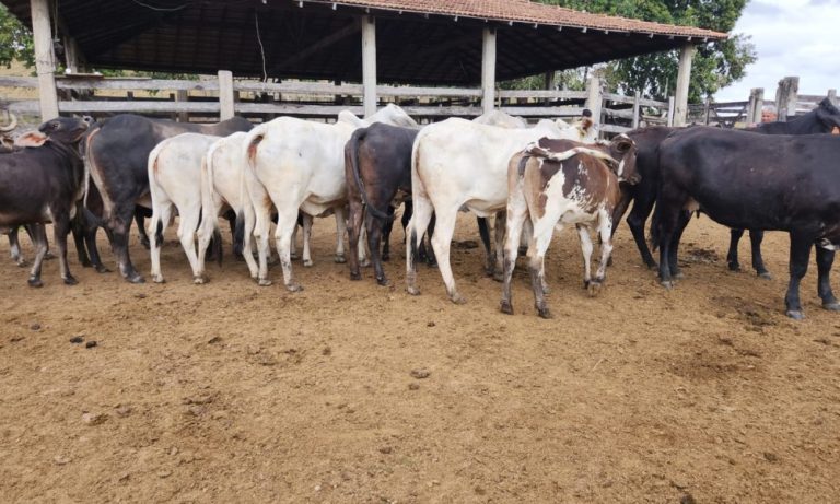 Gerente de fazenda é preso suspeito de integrar esquema de furto de gado no ES