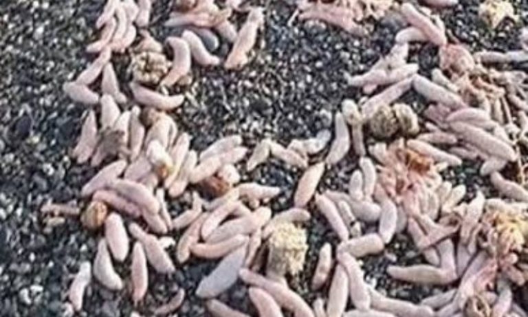 Milhares de ‘peixes-pênis’ são achados em praia da Argentina