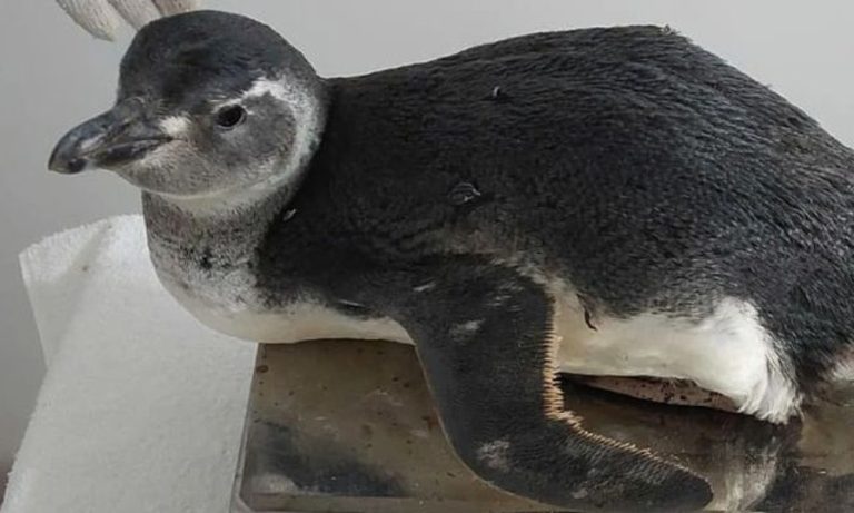 Pinguim encalha em Anchieta e autoridades acendem alerta para Gripe Aviária