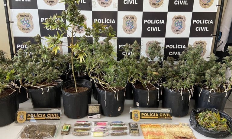 Plantação de skunk é apreendida e homem é preso em Cariacica