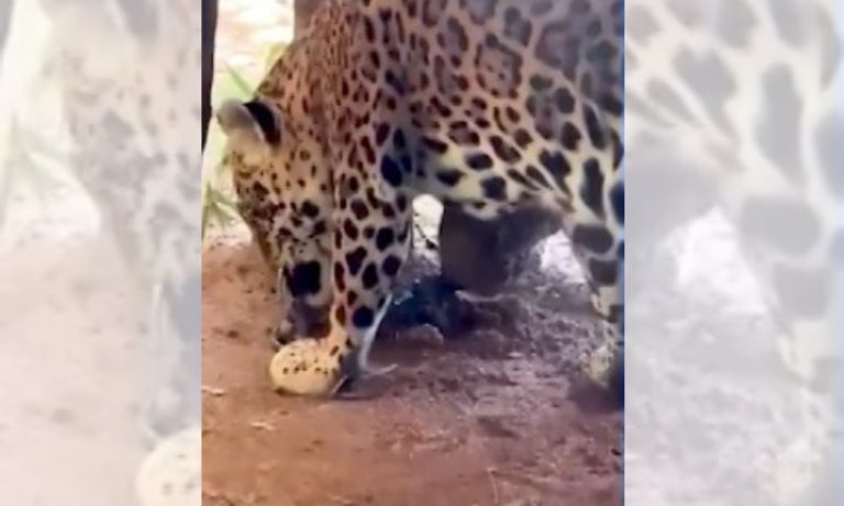Alunos flagram onça atacando filhote recém-nascido em zoológico do ES