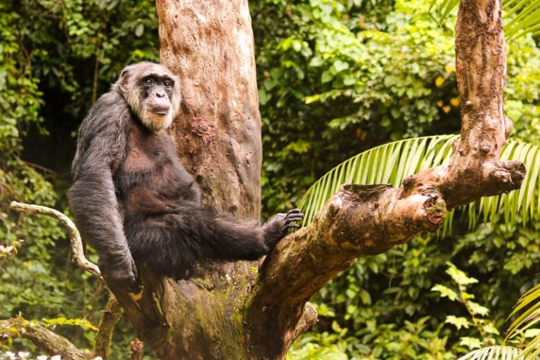 Chimpanzé mais velho do Brasil completa 66 anos