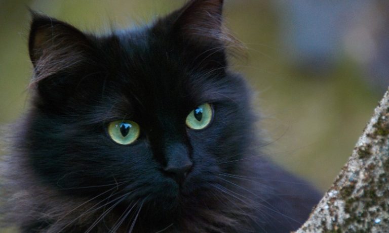 Gato mais rico do mundo tem fortuna avaliada em quase R$ 115 milhões