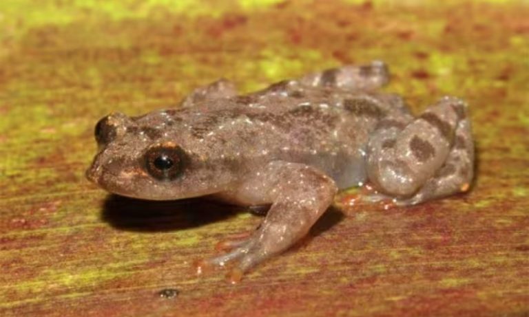 Pesquisadores brasileiros descobrem nova espécie de sapo