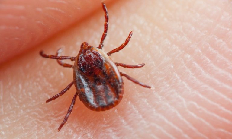 São Paulo registra mais duas mortes por febre maculosa