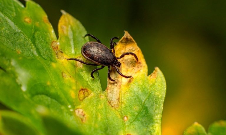 São Paulo registra nova morte por febre maculosa