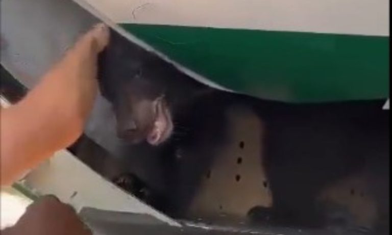 Urso foge durante voo para Dubai e passageiros precisam deixar avião