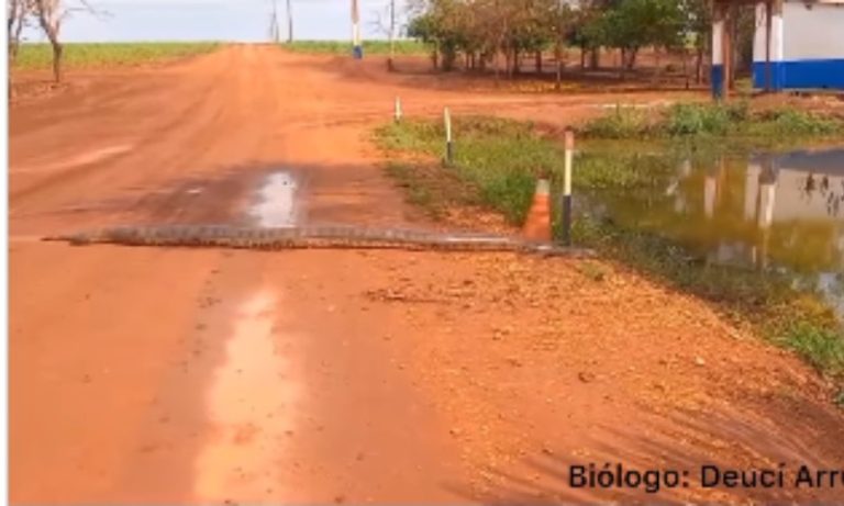 VÍDEO | Biólogo flagra sucuri de mais de 6 metros em fazenda de Goiás