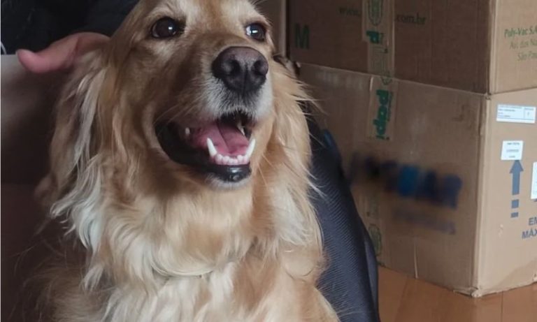 VÍDEO | Cachorra levada em assalto é devolvida após donos pagarem recompensa