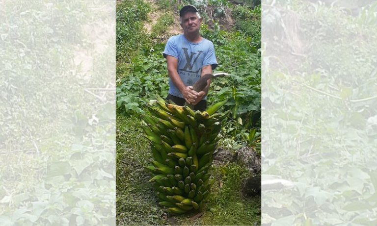 Aposentado colhe cacho de banana gigante no Sul do ES