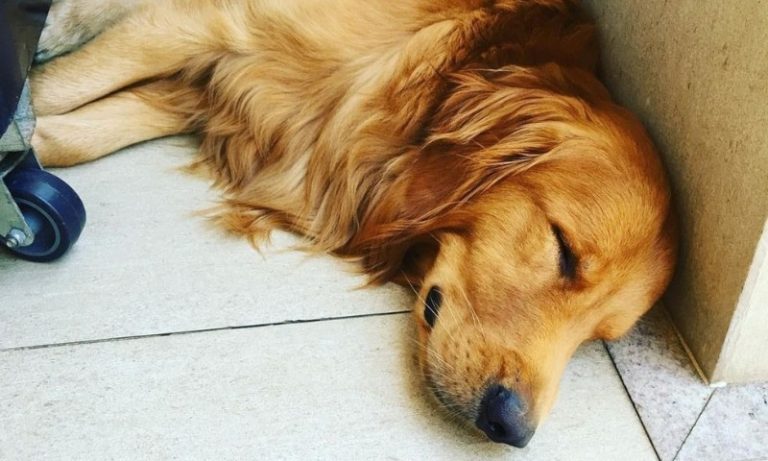 CPI pede ajuda para achar policial que matou cachorro