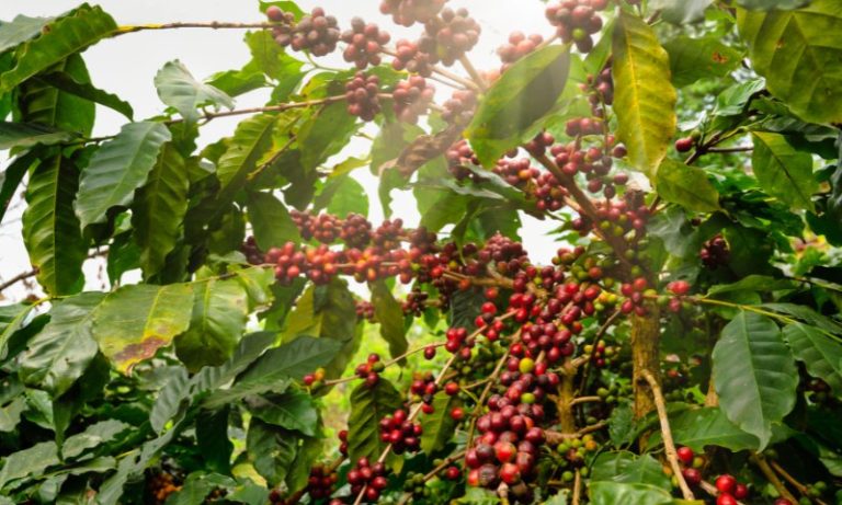 Cafés especiais cultivados em Afonso Cláudio ganham o mundo