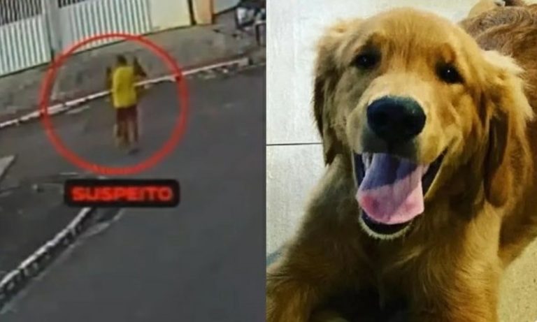 Laudo aponta que cachorro Churros, morto por PM, recebeu tiro nas costas