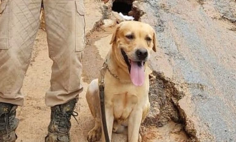 Morre cachorro que ajudava nas buscas por desaparecidos das enchentes no RS