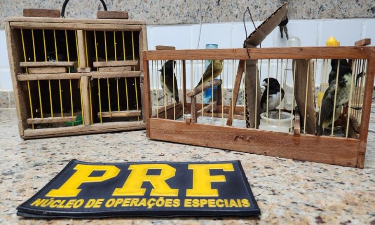 Passageiros são flagrados com pássaros silvestres dentro de carro na BR-101