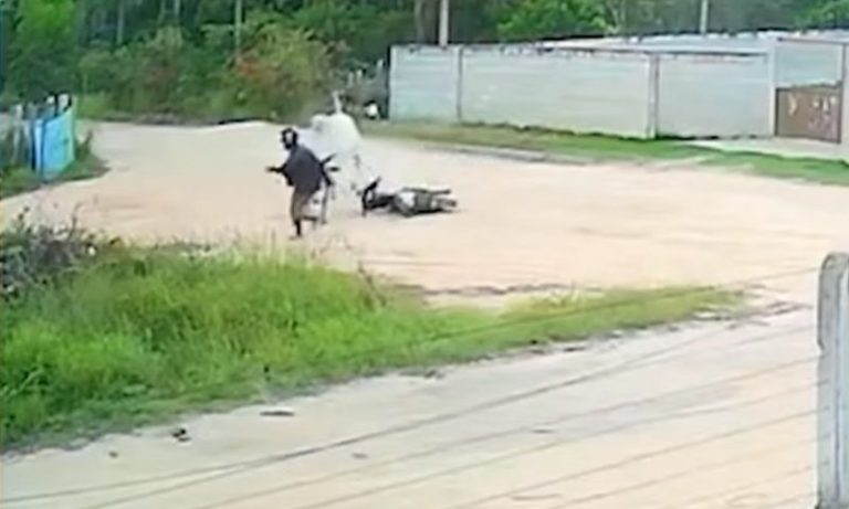 Touro solto ataca motociclista no Litoral Norte do ES