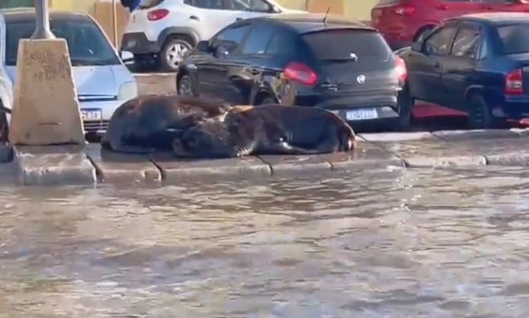 VÍDEO | Em meio a ciclone, RS tem ruas alagadas e leões-marinhos na calçada