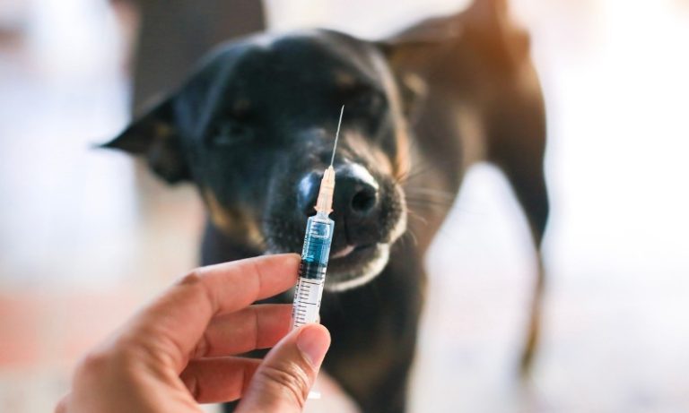 Vacina de graça para cães e gatos em 169 bairros da Grande Vitória