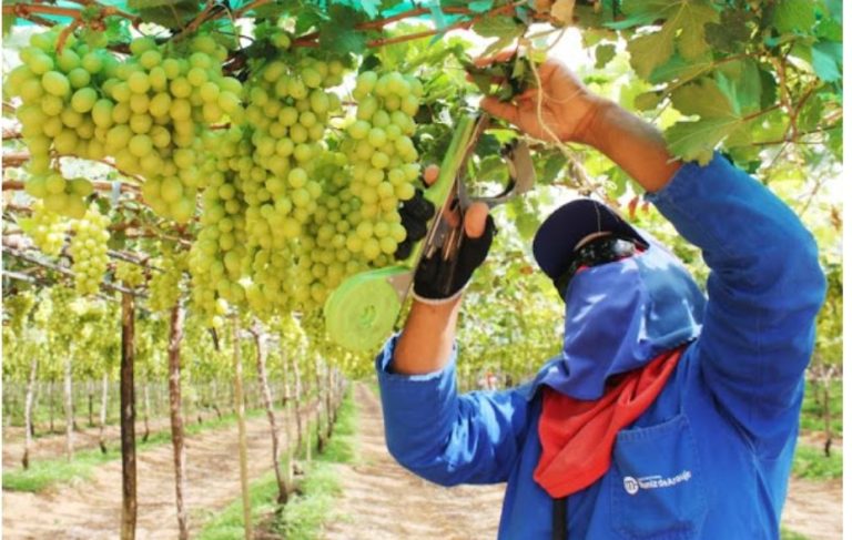 Volume de serviços cai em Pernambuco em julho, enquanto país registra alta