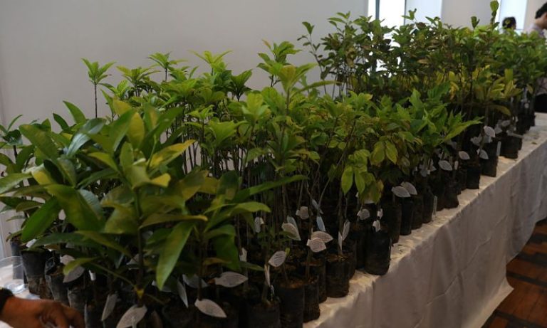 20 milhões de árvores vão ser plantadas no ES