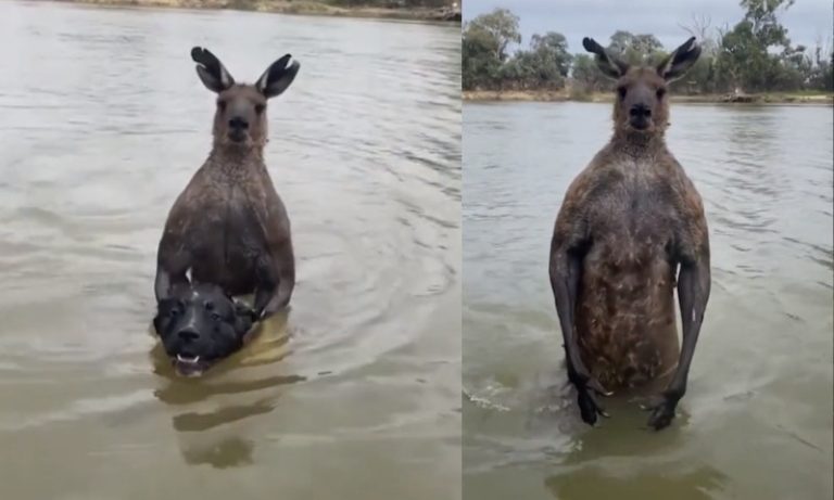 Australiano sai no soco com canguru ‘marombado’ para salvar cão