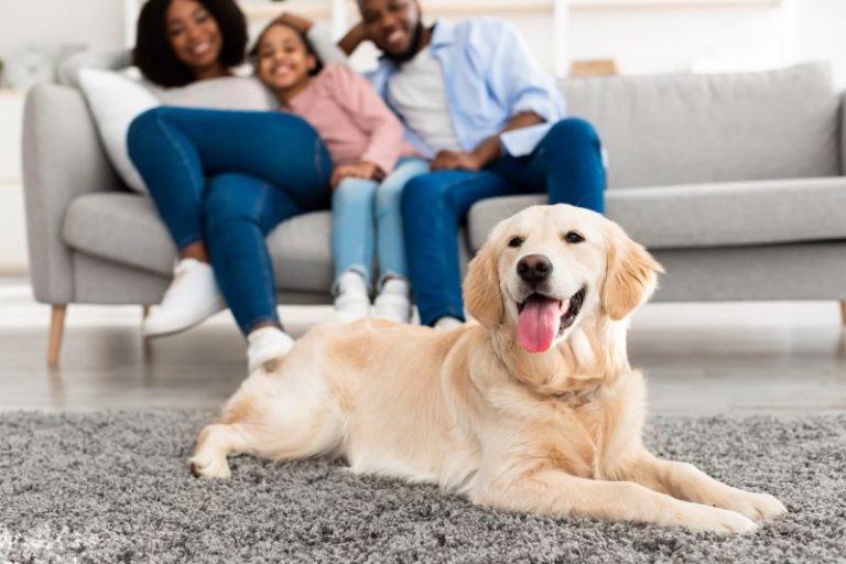 Empresa oferece assistência funerária para pets