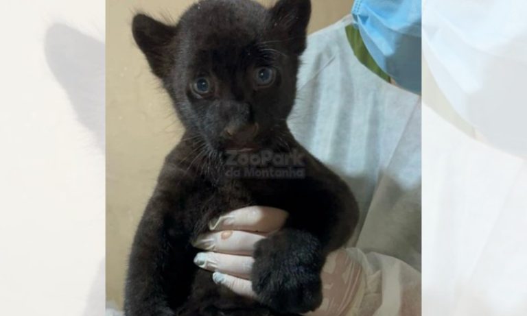 Escolhido nome de filhote de onça que nasceu em zoológico do ES