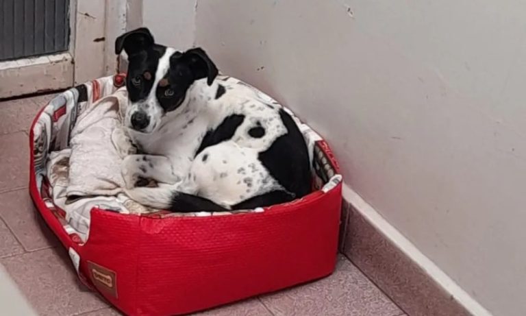 Juíza aceita cachorro Tokinho como autor de ação contra antigo tutor que o agrediu