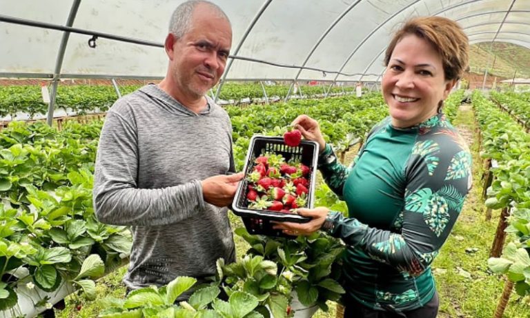 Novo roteiro para colher morangos nas montanhas