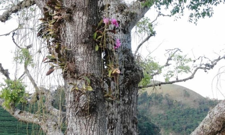 Orquídea em extinção é achada no Espírito Santo
