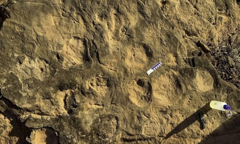 Pegadas de dinossauro com 90 milhões de anos são encontradas em SP