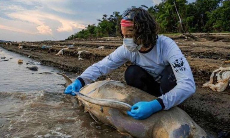 Por que mais de cem botos morreram em água a 40ºC na Amazônia?