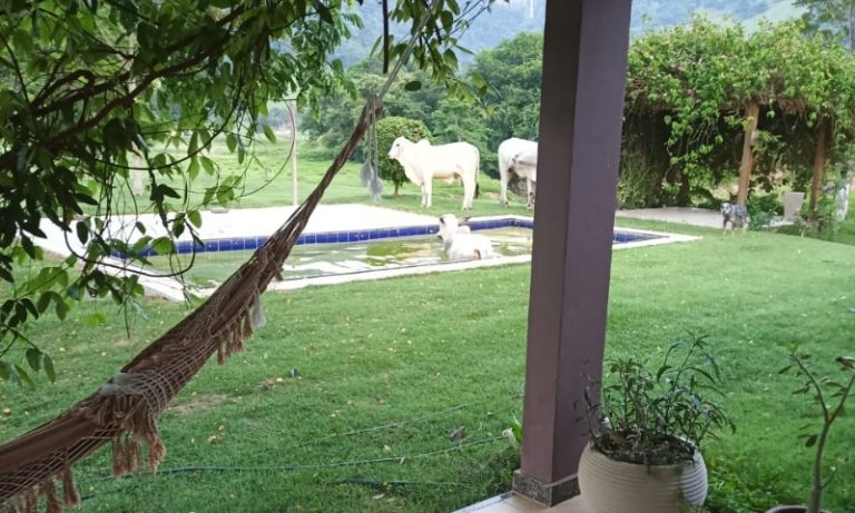 Bois “invadem” piscina para refrescar o calor em fazenda no Sul do ES