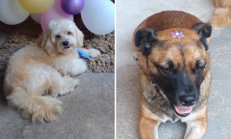 Cães de estimação morrem após serem esquecidos em carro de pet shop em SP