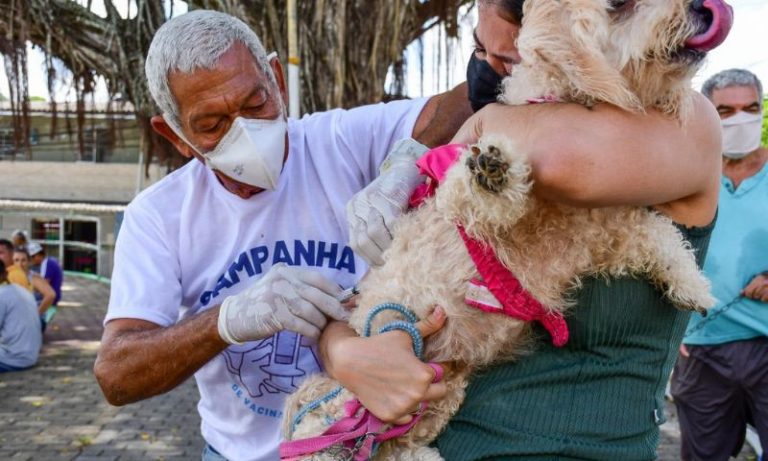 Camaragibe promove Dia D de vacinação conta a raiva neste sábado
