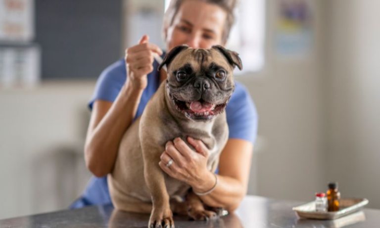 Campanha de vacinação contra a raiva em cães e gatos começa no próximo sábado