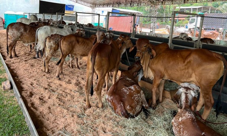 Feira vai ter concurso para eleger melhor vaca