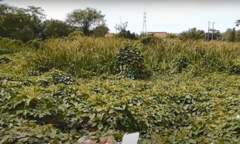Mulher se esconde em matagal para fugir de ex-companheiro armado com duas facas