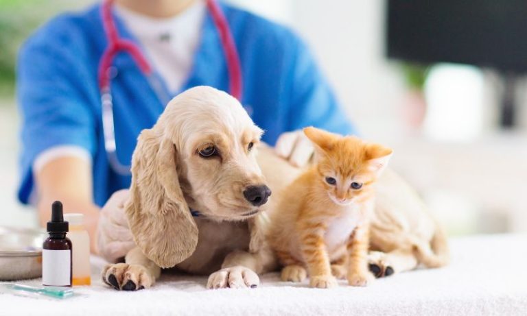 Prefeitura de Caruaru quer vacinar 40 mil cães e gatos a partir deste sábado