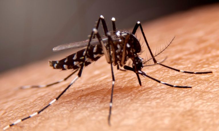Profissionais de saúde alertam para ressurgimento do tipo 3 da dengue