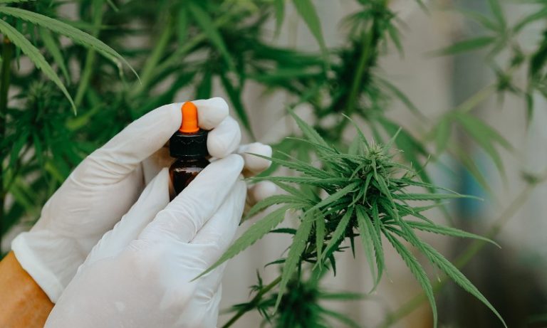Juiz autoriza farmácia de manipulação a fabricar produtos de cannabis