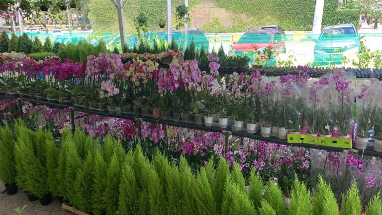 Últimos dias para visitar o Circuito das Flores de Holambra no Dona Lindu