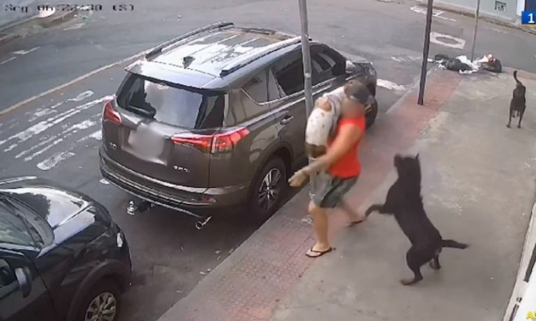 Cães rottweilers atacam homem que passeava com cachorro na Praia do Suá